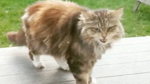 Illustration : The story of a grateful cat who loves to offer her neighbours flowers (video)