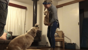 Illustration : Check out this dog's adorable reaction when she realises that she's got a new playmate (video)
