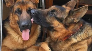 Illustration : 16 photos that will make anyone fall in love with German Shepherds!