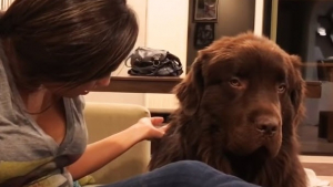 Illustration : A dog that was furious with its owner only wanted to hear these 2 words (video)