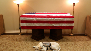 Illustration : 'Mission Complete', the tear-jerking photo of Sully, President Bush's loving and faithful service dog