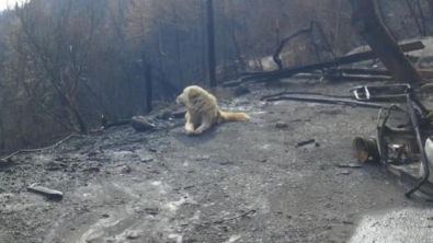 Illustration : California forest fires: this dog spent a month in front of his home waiting for his owners to return