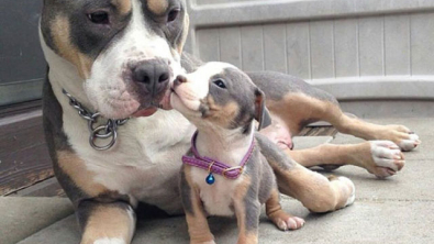 Illustration : 16 adorable photos of dogs with their mini-me's