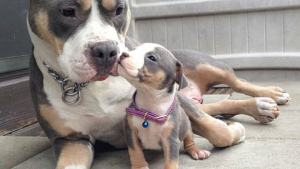 Illustration : "16 adorable photos of dogs with their mini-me's"