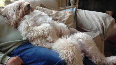 Illustration : 30 photos that prove the Goldendoodle is an adorable breed
