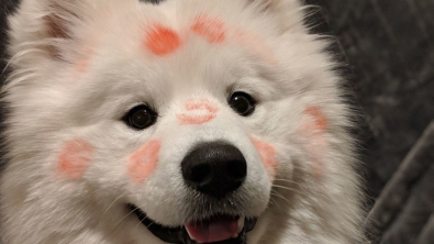 Illustration : 25 photos of Samoyeds, gorgeous dogs that look like living teddy bears